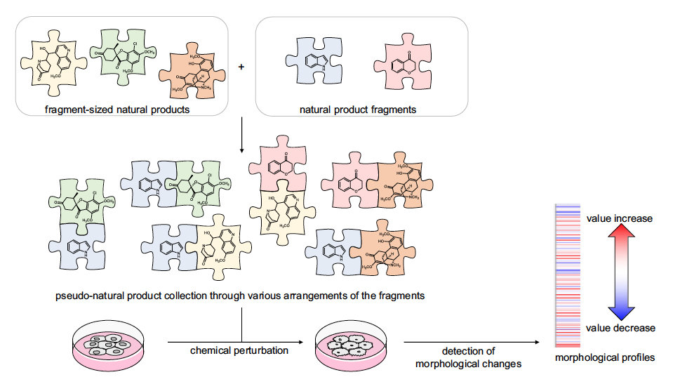 Natural product fragment combination to performance-diverse pseudo-natural products