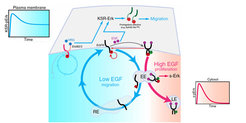 ErbB vesicular dynamics coordinates signaling through spatially distinct Erk pools.