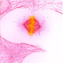 Cell Division
