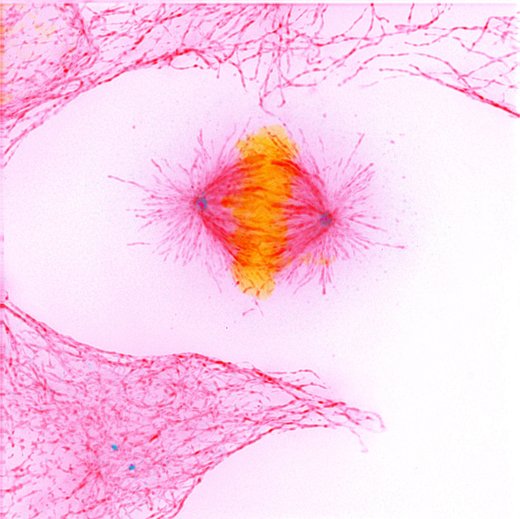 Research consortium with Max Planck participation receives 10 million Euros in DFG funding