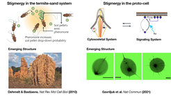 Stigmergy in the termite-sand system (left) and in the proto-cell.