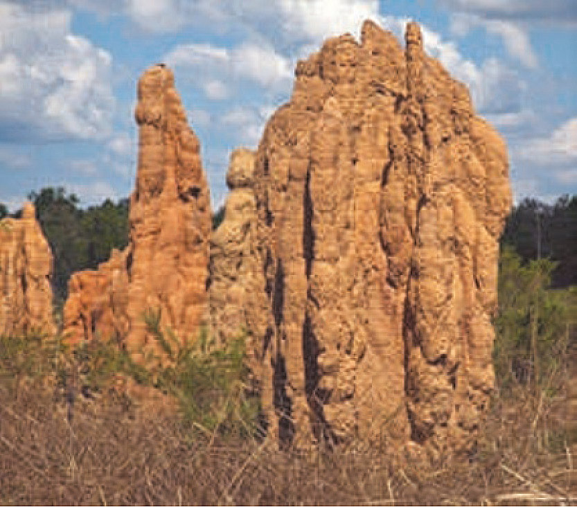 <span>Was Termiten und Zellen gemeinsam haben</span>