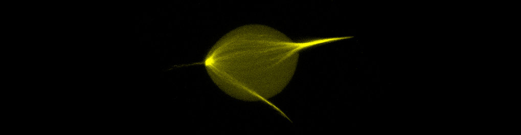 synthetic cell with life-like properties