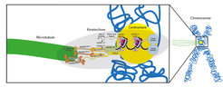 Schema des nachgebauten Kinetochors, das auf der einen Seite das Zentromer (gelb) des Chromosoms (blau) und auf der anderen Seite einen Mikrotubulus (grün) bindet.