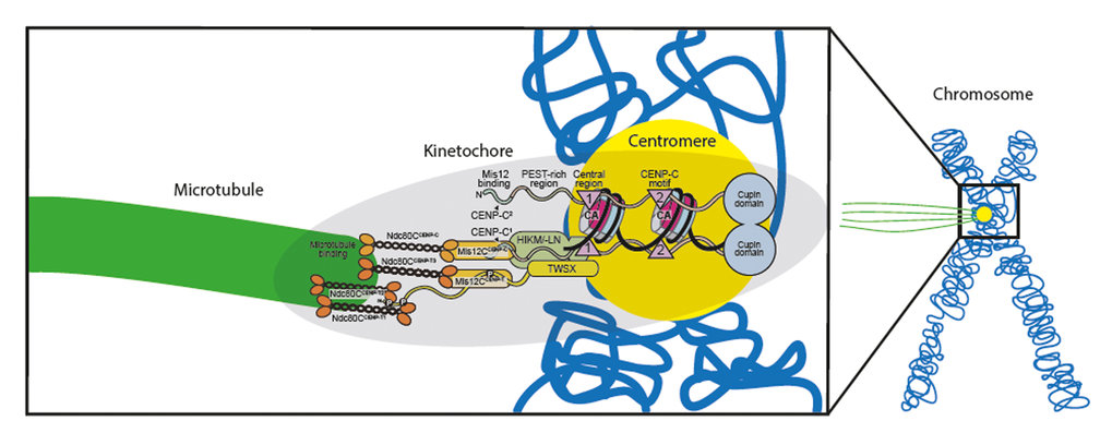 Assembly principles and stoichiometry of a complete human kinetochore module