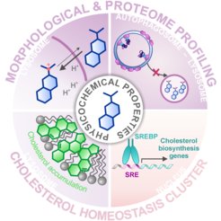 Applying the Morphological & Proteome Profiling, a group of already characterized substances was identified, that modulate the cholesterol homeostasis.