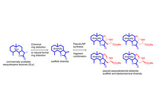 Combination of pseudo-natural product design and formal natural product ring distortion yields stereochemically and biologically diverse pseudo-sesquiterpenoid alkaloids