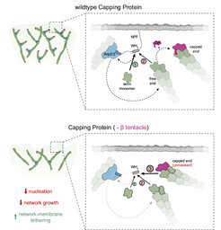 Scheme of the barbed end interference model. Top panel: Actin monomers compete with free barbed ends for NPF WH2 binding. Binding of theformer generates the nucleation-competent NPF state (1), whereas binding of the latter sequesters the NPF in an inactive configuration (2). Binding ofwildtype capping protein masks the terminal subunits preventing NPF interaction, thereby indirectly stimulating nucleation. Bottom panel: Deletion of the β tentacle unmasks the terminal actin protomer, allowing capped ends to tether additional NPF proteins in an inactive state (3). This strengthens thetethering between actin network and the membrane and decreases the nucleation rate and network growth velocity.