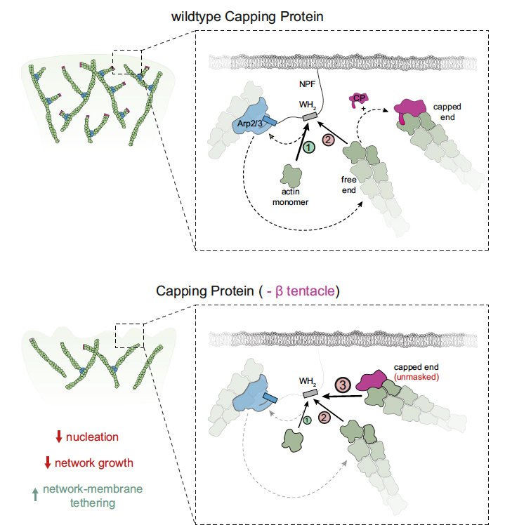 A barbed end interference mechanism reveals how capping protein promotes nucleation in branched actin networks