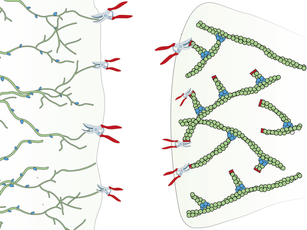 How pruning the cytoskeleton moves the cell