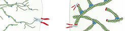 Much like proper hedge pruning (left), capping (red) of old actin filaments (green) by the capping protein leads to the production (budding, blue) of new, branched actin filaments (right).
