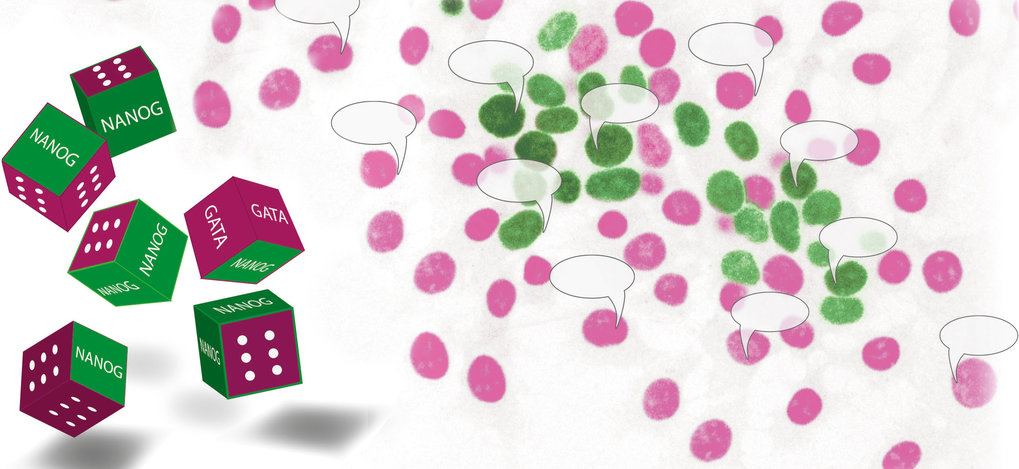 Stem cells and dices