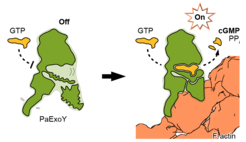 Activation of the actin-dependent toxin ExoY from afar.