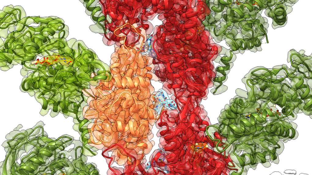Ordered from afar: How germs&rsquo; toxins become dangerous