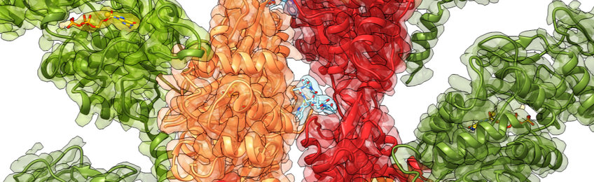 Ferngesteuert: Wie Gifte von Keimen gefährlich werden ExoY-Toxin binden an Aktin