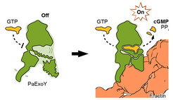 Activation of the actin-dependent toxin ExoY from afar. Formation of the ExoY-F-actin complex results in an allosteric stabilization of the nucleotide binding pocket of P. aeruginosa ExoY and thereby to an activation of the enzyme.