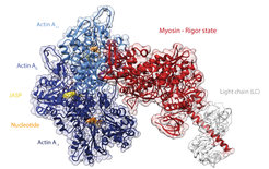 Structure of the young actomyosin-V complex in the rigor state.