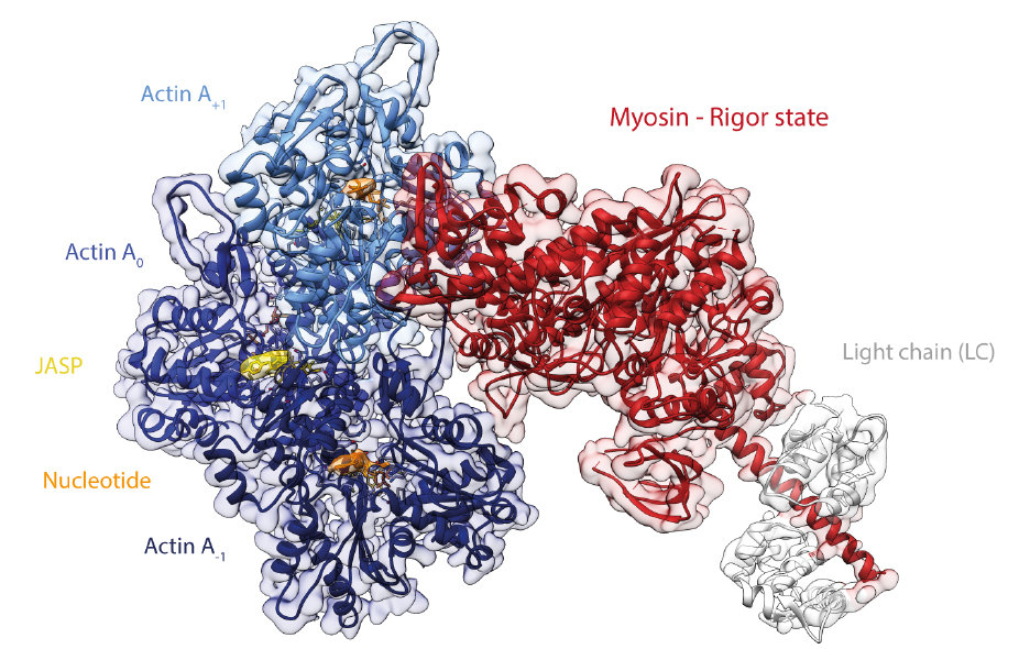 High-resolution structures of the actomyosin-V complex in three nucleotide states provide insights into the force generation mechanism.