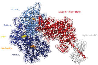High-resolution structures of the actomyosin-V complex in three nucleotide states provide insights into the force generation mechanism.