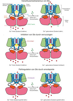 Schematische Darstellung von Slo in der Ca2+-freien inaktiven (links) und Ca2+-gebundenen aktiven (rechts) Konformation.