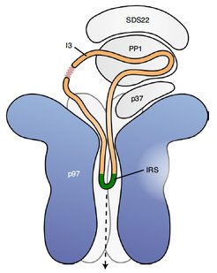 Model for I3 processing by p97 during PP1 complex disassembly