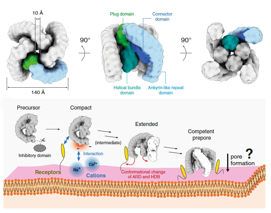 Molecular architecture of black widow spider neurotoxins