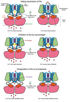 How the Slowpoke potassium channel works. Schematic prepresentation of Slo in the Ca2+-free inactive (left) and Ca2+ bound active (right) conformation