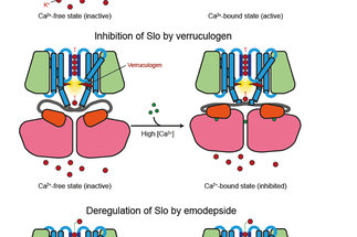 Small molecule modulation of the&nbsp;<em>Drosophila</em>&nbsp;Slo channel elucidated by cryo-EM