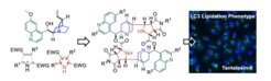 The combination of three natural product fragments in 20-membered macrocyclic pseudo-naturalproducts led to the discovery of inducers of a novel LC3 lipidation phenotype.