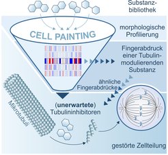 Funktionsweise und Ablauf der Morphologischen Profilierung.