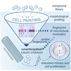 Process of morphological profiling.