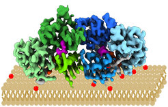 Modell für die Bindung von Mon1 (blau)/Ccz1 (grün) an Membranen.