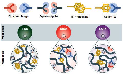On the role of phase separation in the biogenesis of membraneless compartments