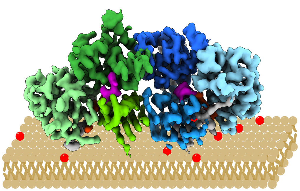 Structure of the Mon1-Ccz1 complex reveals molecular basis of membrane binding for Rab7 activation