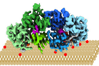 Structure of the Mon1-Ccz1 complex reveals molecular basis of membrane binding for Rab7 activation