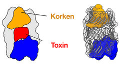 3D-Struktur des RhsA-Effektors von Pseudomonas protegens.