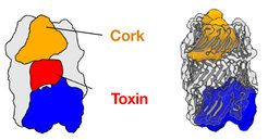 3D structure of the Pseudomonas protegens RhsA effector.