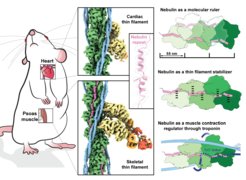 3D-Structure of Nebulin in its native environment and its function. Nebulin (pink) was identified by comparing cardiac and skeletal thin filament structures. Actin, nebulin, tropomyosin, myosin heavy chain, myosin essential light chain and myosin regulatory light chain are coloured in green, magenta, light blue, dark blue, yellow, orange and red, respectively. Nebulin maintains the length and the stability of the thin filament. It also regulates muscle contraction.