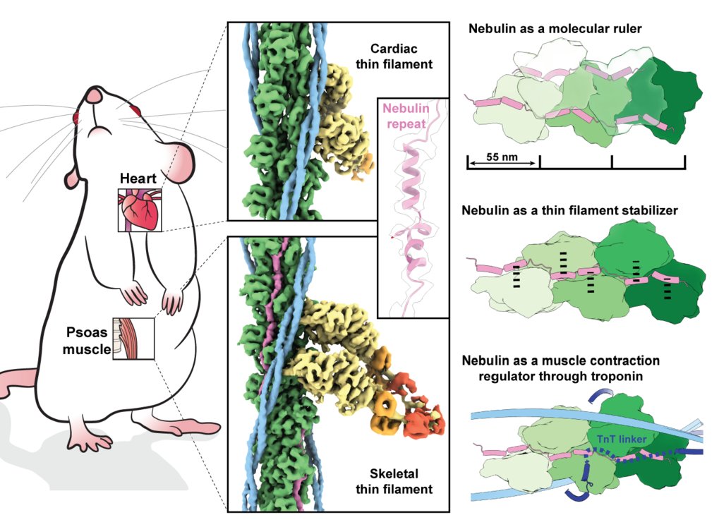 Structures from intact myofibrils reveal mechanism of thin filament regulation through nebulin