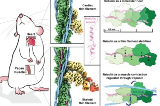 Structures from intact myofibrils reveal mechanism of thin filament regulation through nebulin