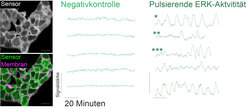 Pulsierende ERK-Aktivität in Stammzellen. Links sieht man den Sensor (grün) in den Zellen. Rechts ist die pulsierende Aktivität dargestellt, wobei die hellgrünen Kurven (links) die Kontrolle sind und die dunkelgrünen Kurven (rechts) die Oszillationen zeigen. * reguläre Pulse, ** isolierte Pulse, ***: Übergänge zwischen pulsierenden und nicht-pulsierenden Phasen.