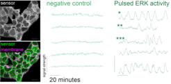 Pulsating ERK activity in stem cells. On the left you can see the sensor (green) in the stem cells. On the right, the pulsating activity is shown, where the light green curves (left) are the control and the dark green curves (right) show the oscillations. * regular pulses, ** isolated pulses, *** transitions between pulsating and non-pulsating phases.