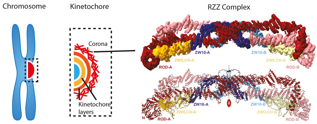 Structure of the RZZ complex and molecular basis of Spindly-driven corona assembly at human kinetochores