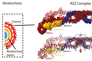 Structure of the RZZ complex and molecular basis of Spindly-driven corona assembly at human kinetochores
