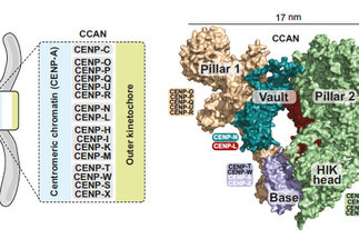 Structure of the human inner kinetochore CCAN complex and its significance for human centromere organization