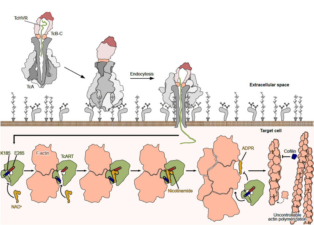 Mechanism of threonine ADP-ribosylation of F-actin by a Tc toxin