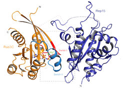 Crystal structure of the Rep15:Rab3CGppNHp_Q222H_10-227 complex