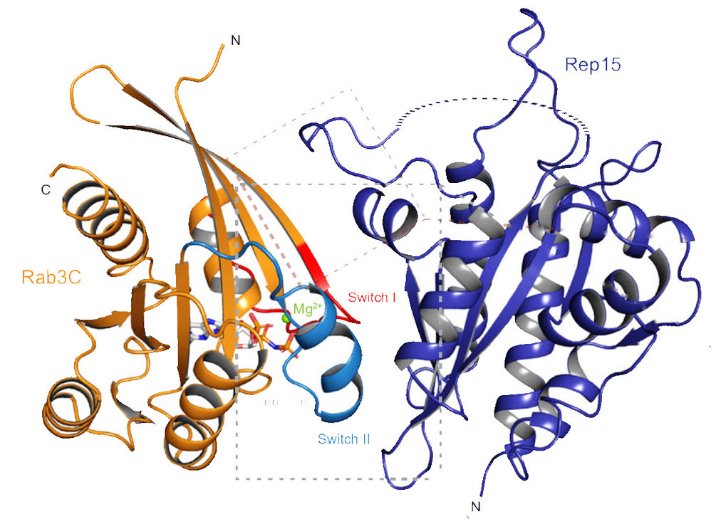 Rep15 interacts with several Rab GTPases and has a distinct fold for a Rab effector