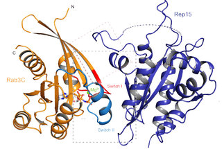 Rep15 interacts with several Rab GTPases and has a distinct fold for a Rab effector