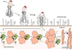Mechanism of TccC3 mediated Tc toxin intoxication. After binding of the toxin to receptors on the surface of the host cell, it is endocytosed. Structural changes in the complex trigger the opening of a cocoon which contains a toxic enzyme, which is then secreted in a unique injection mechanism via a channel into the cytoplasm of the host cell. It folds and binds to F-actin. Opening of a gate (K185 – E265) facilitates NAD+ entry. The following reaction leads to the transfer of the ADP-ribose group to actin. This modification impairs binding of actin-depolymerizing factors to F-actin which leads to actin clumping and ultimately cell death.